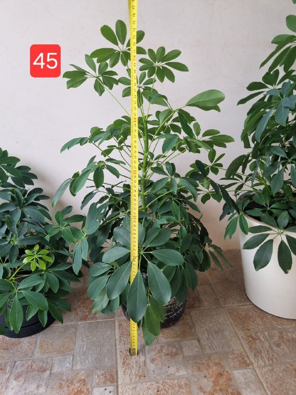 Цветы шефлера в горшках и пластике 3