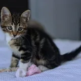 Кот Криспи, котенок 7
