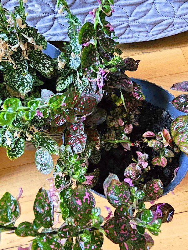 Цветы комнатные растения с горшками и кашпо 8