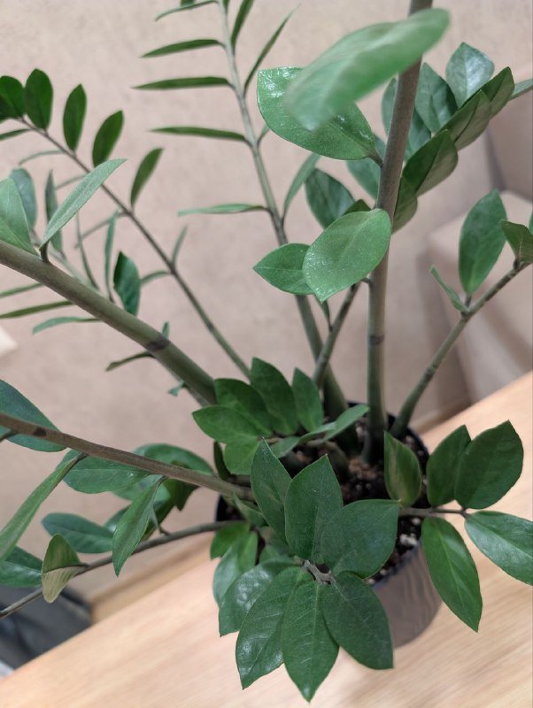 Замиокулькас растение, керамическое кашпо 2