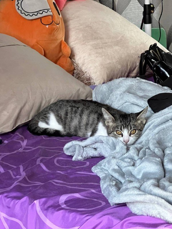 Кошка Тами ищет дом, 3 месяца 5