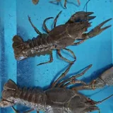 Рыба и раки 4
