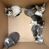 Котята 4