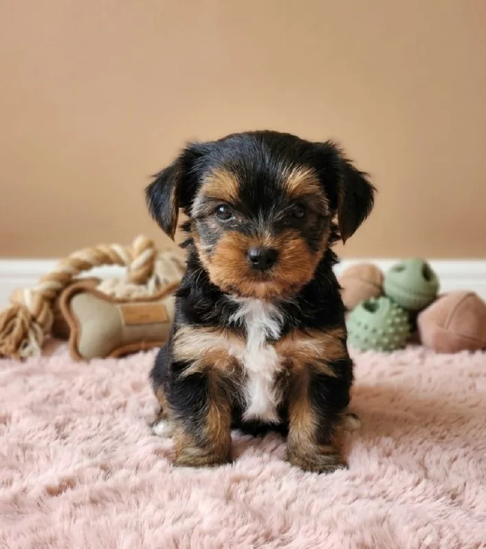 Toy poodle 1