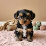 Toy poodle 1