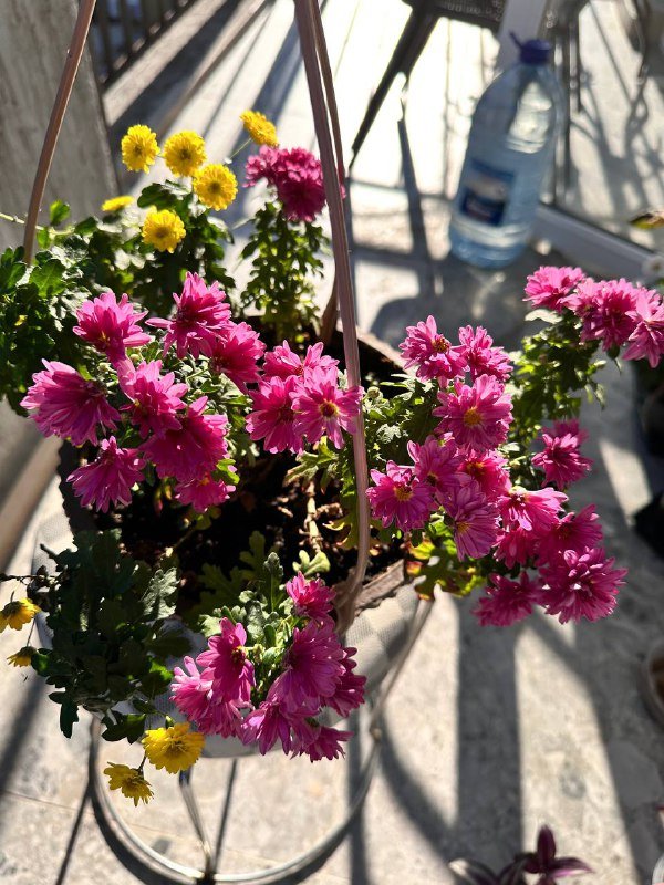 Комнатные растения: традесканция, кофе арабика, цитрусы, авокадо, цикламены, пуансеттия, азалия, хризантемы, мушмула 5