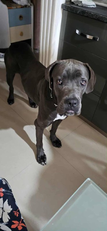 Кане Корсе девочка 1 и 4 месяца, с прививками и документами 2