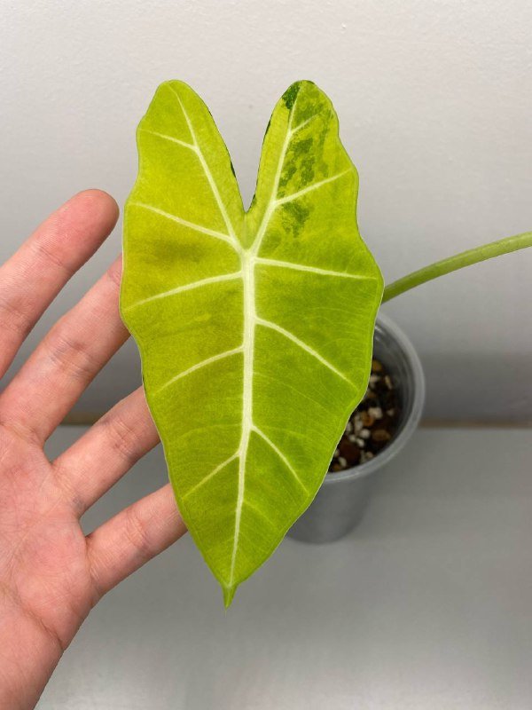 Алоказия Фрайдек вариегатная в горшке 2