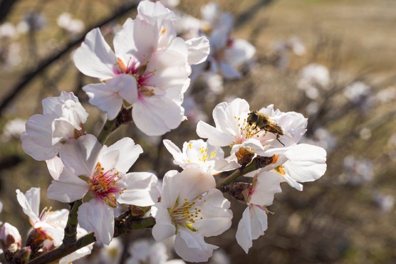 Tamron AF SP 35-105 mm f/2.8, Olympus OM Zuiko AUTO-MACRO 50 mm f/3.5 4