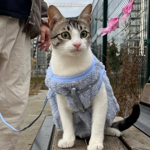 Костюм для кота, небольшой собаки