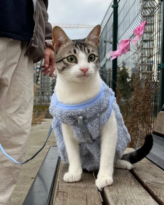 Костюм для кота, небольшой собаки 1