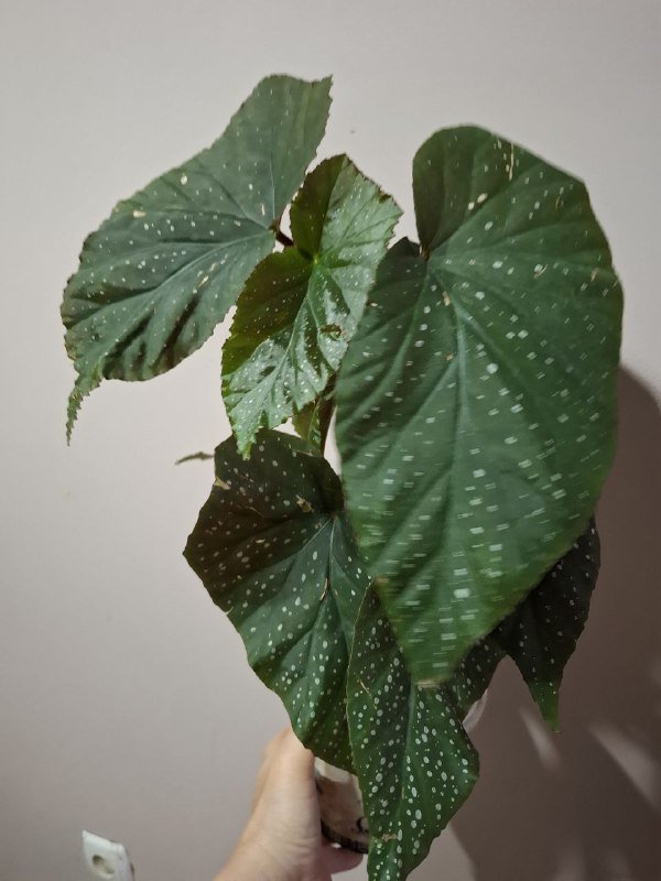 Аспарагус, рафидофора монстера, перец, хлорофитум, суккуленты, папоротник, мини монстера 10