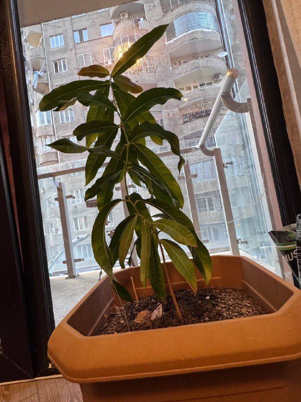 Растение Манго с горшком 2