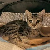 Котёнок ищет дом 8