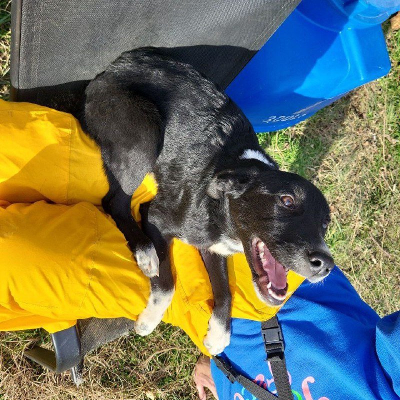 Метис мальчик 6 мес. Щенок для дома, вакцинирован