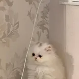 Британский длинношерстный котенок 2