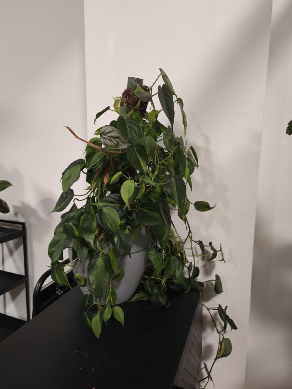 Филодендрон сканденс, Эпипренум золотистый, Филодендрон Jungle boogie, Филодендрон Prince Orange, Спатифиллум, Сингониум 1