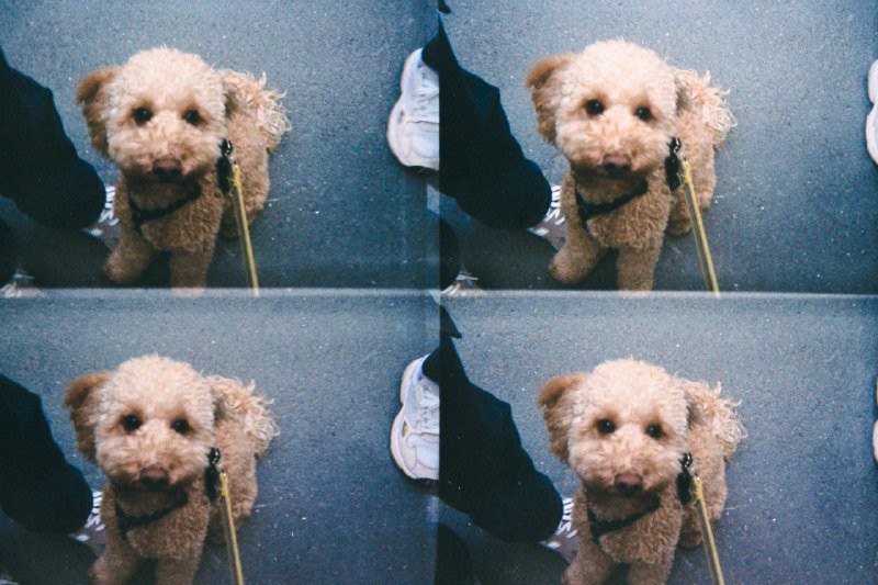Пленочная камера lomography 4