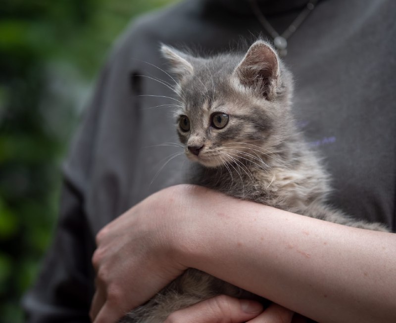 Котёнок ищет новый дом 3