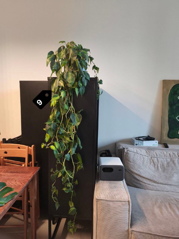 Стрелиция Николая, Замиокулькас, Монстера, Филодендроны и др. 9