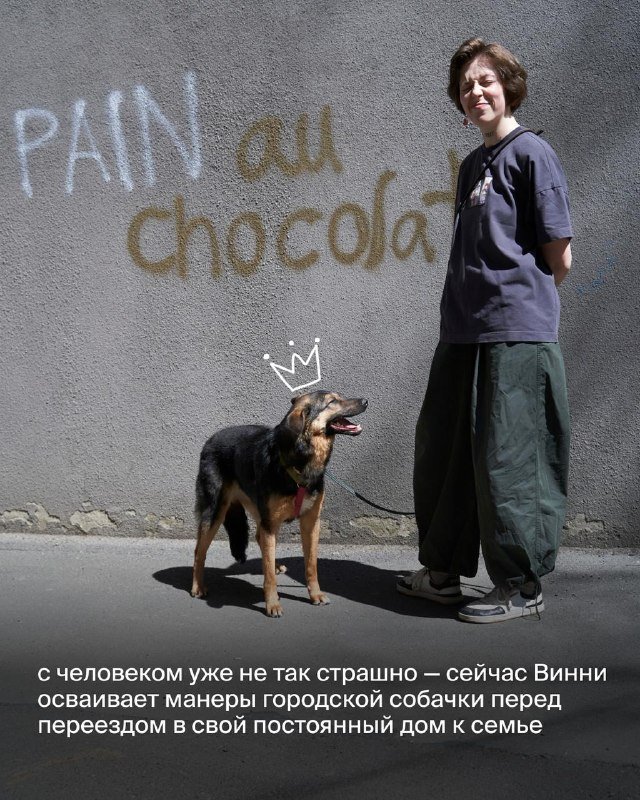 Винни, собака ищет дом 6