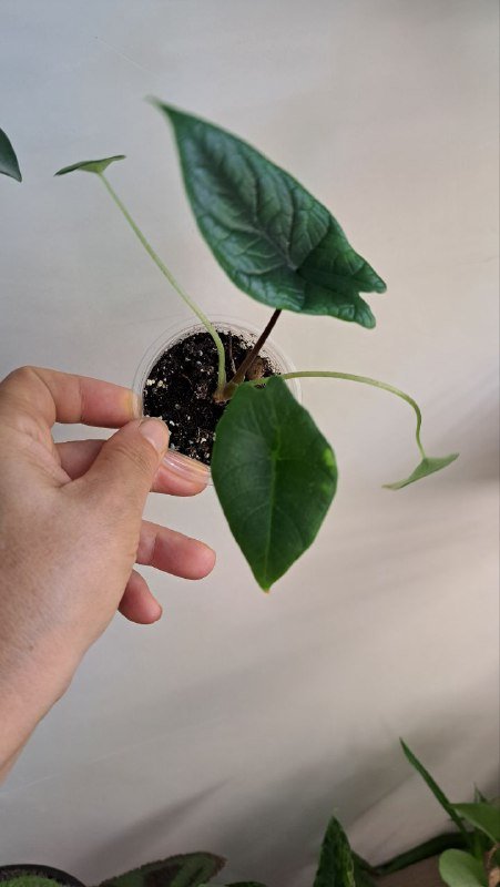 Аглаонема, коладиум, пиннатум марбл, алоказия, платицериум, хойя, монстера 7