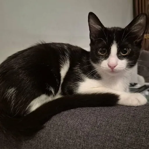 Кошечка Глаша