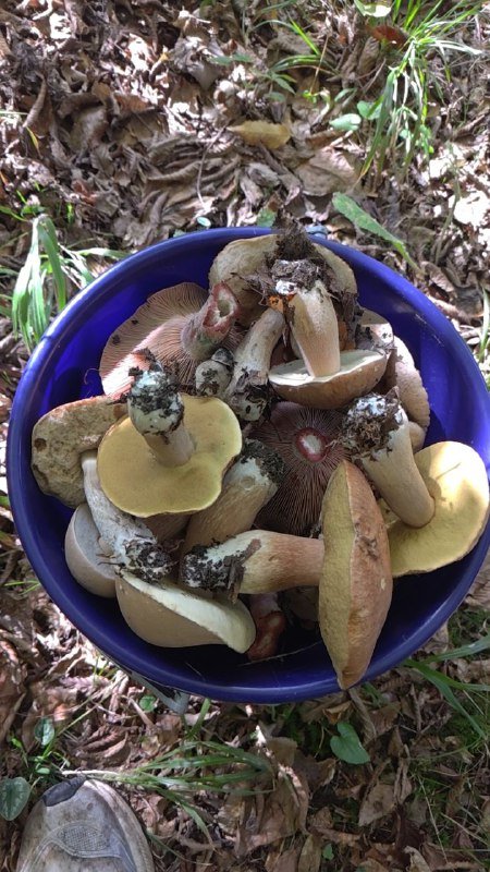 Белые и рыжики грибы из леса 4