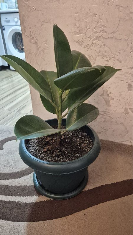 Фикус с горшком