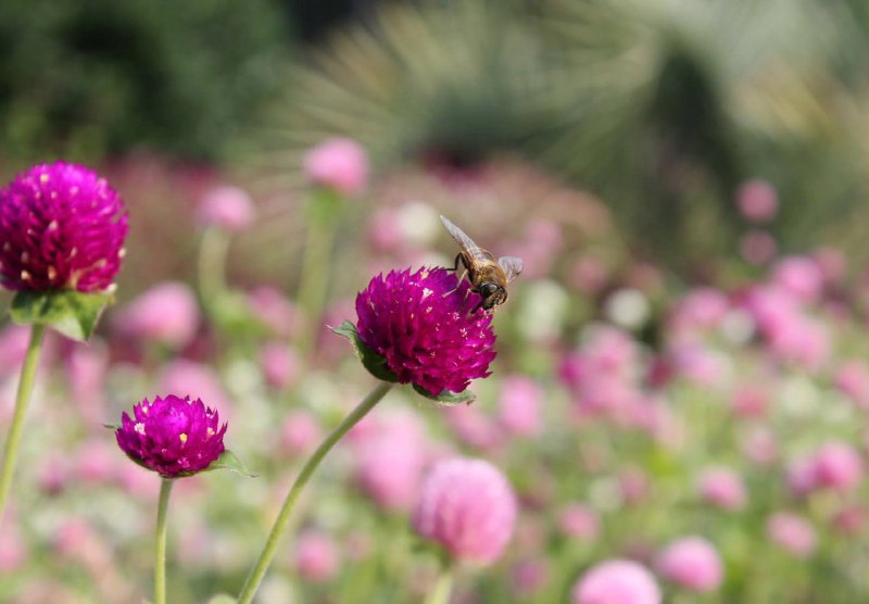 Зеркальная камера Canon EOS 1100D с объективом, зарядным устройством, сумкой 4