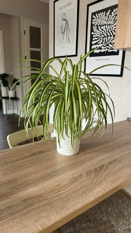 Хлорофитум