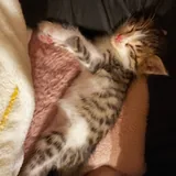 Котята 3