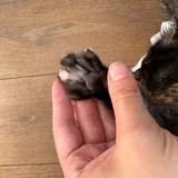 Котёнок 7