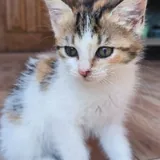 Трёхцветная кошечка Тэйси 4
