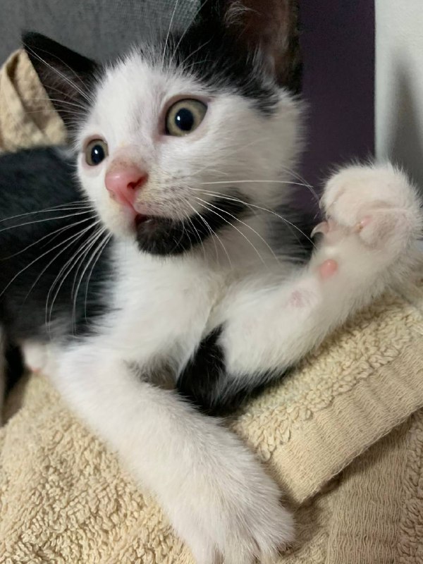 Котёнок черно-белый ищет дом 3