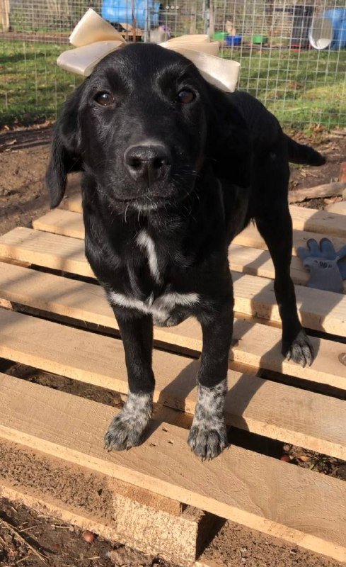 Метиска, девочка, 6 мес. щенок для семьи