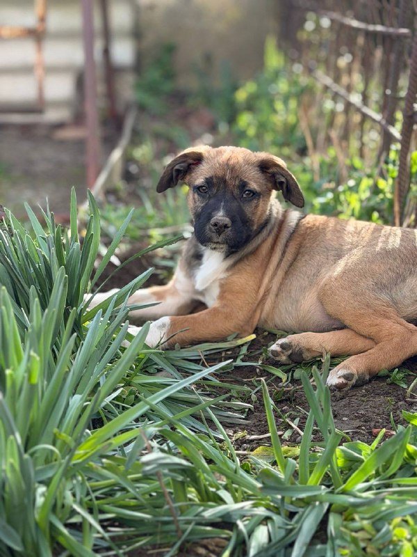 Щенок девочка около 3 месяцев