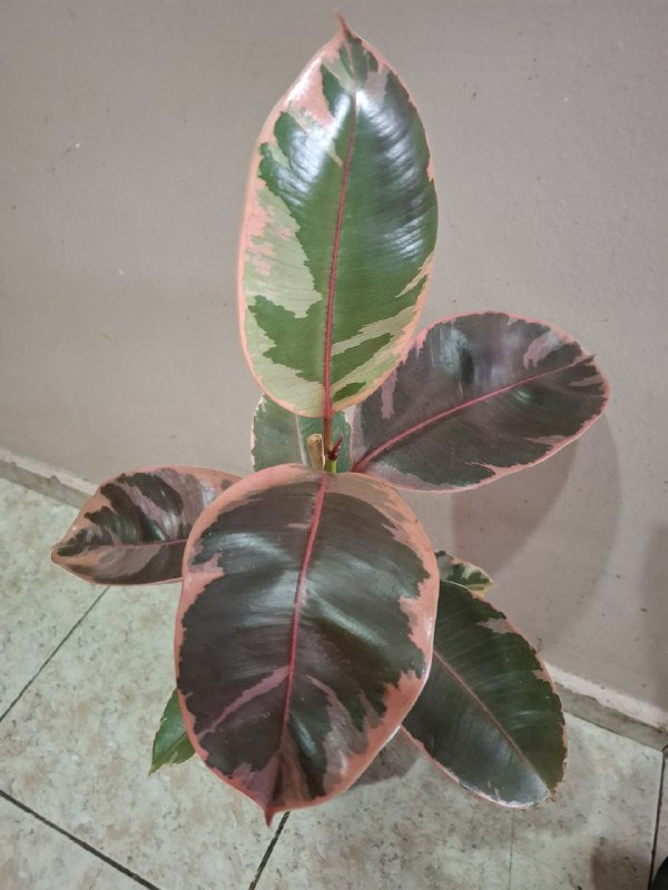 Портулак, суккуленты, папоротник, оттона, фикусы 9