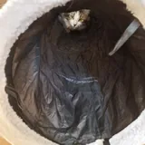 Товары для кошек 4