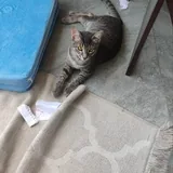 Кот мальчик 3