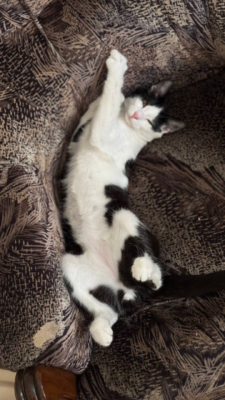 Кот Аври для дома и прогулок