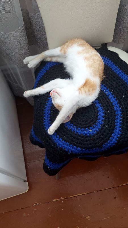 Котенок, кошка в добрые руки 3