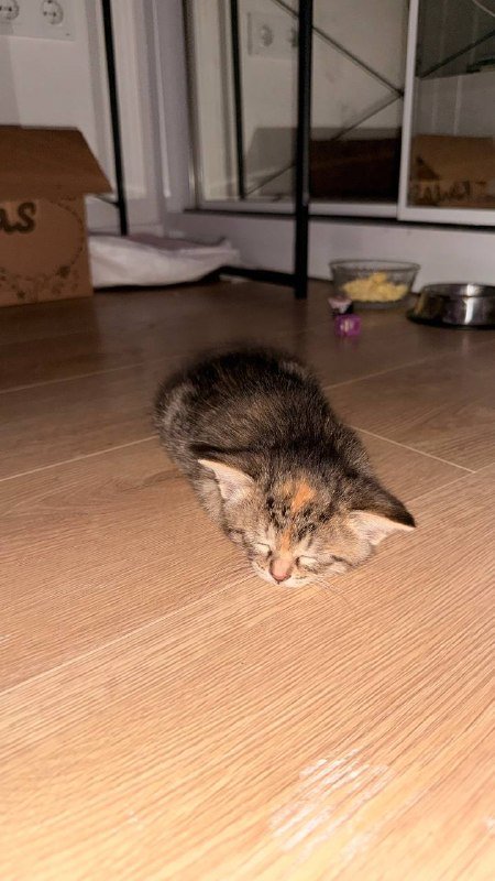 Котята, две кошечки 3