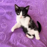 Котята 4