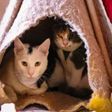 Коты, котята 5