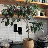 Комнатные растения, подставка, кашпо 4