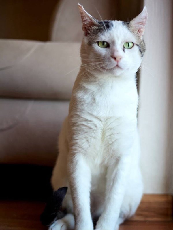 Кот Элай ищет дом 3