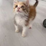Морошка, котёнок 6
